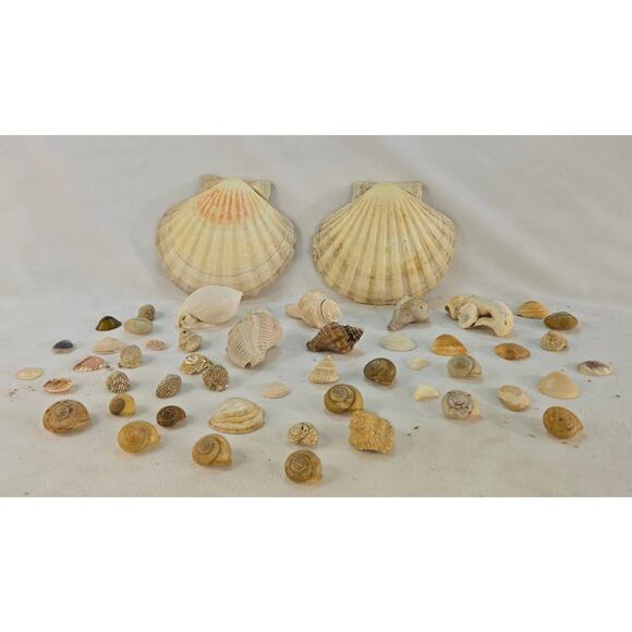 Seashell Lot 50 Mollusk Scallop Conch Clam Rock Snail 1" to 6" Crafts Collector - Picture 5 of 14